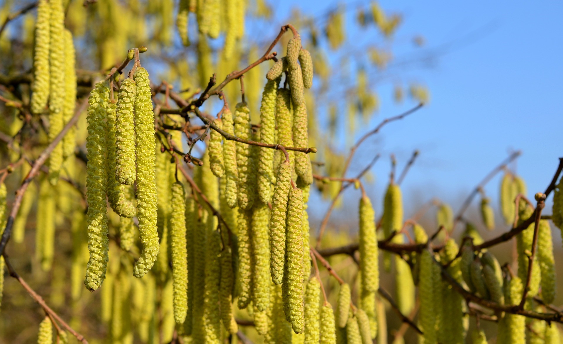 Pollen fra bl.a. hasseltræet, kan bæres af vinden i afstande på over 50km